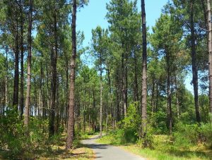 Forêt Vielle-Saint-Girons