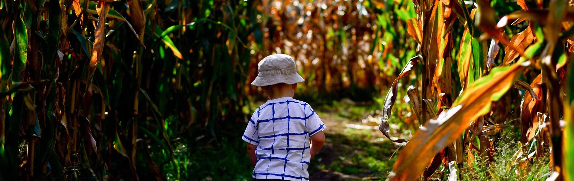 labyrinthe de maïs